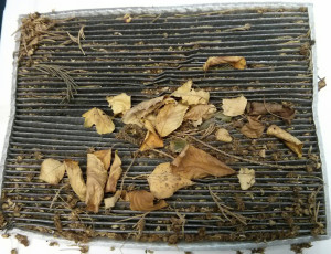 cabin air filter, blower motor, blower motor resistor